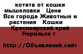 котята от кошки мышеловки › Цена ­ 10 - Все города Животные и растения » Кошки   . Красноярский край,Норильск г.